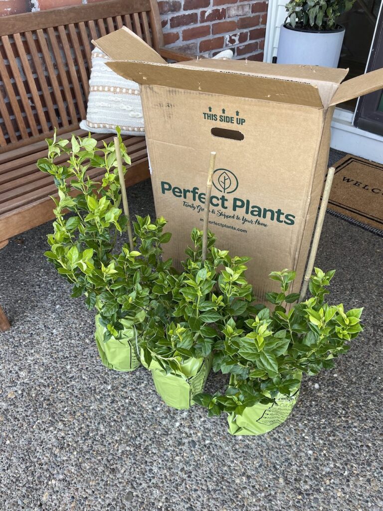 outdoor front porch with three potted plants in front of a big shipping box. There is a bench and welcome mat in background.