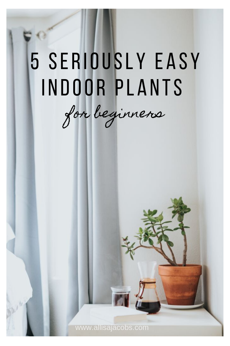 5 Seriously Easy Indoor Plants for Beginners allisa jacobs