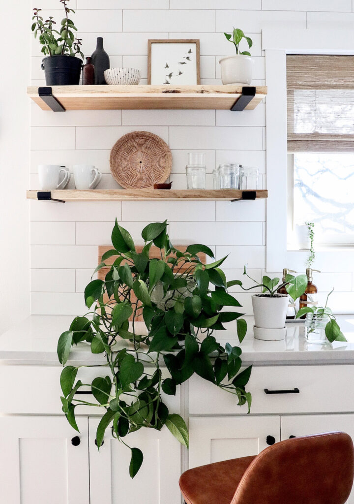 kitchen with two wood shelves and large pothos plant on counter