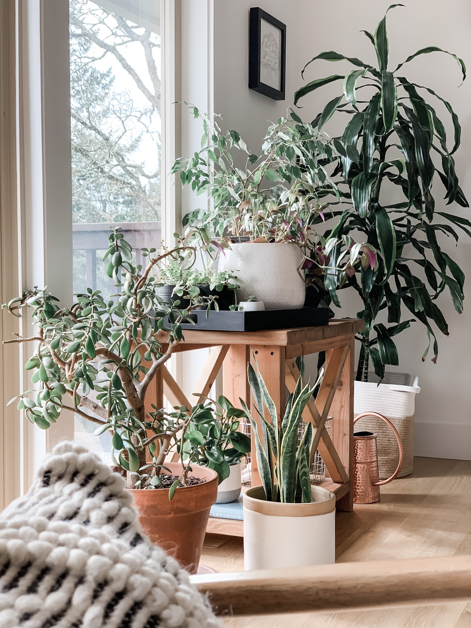 How to Style House Plants Like a Designer allisa jacobs
